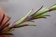 Coprosma elatirioides