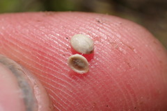 Coprosma elatirioides