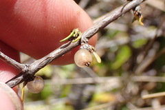 Coprosma elatirioides