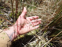 Coprosma elatirioides