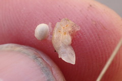 Coprosma elatirioides