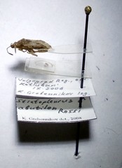 Stictopleurus abutilon