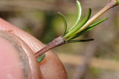 Coprosma elatirioides