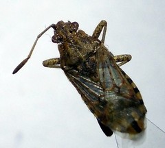 Stictopleurus abutilon