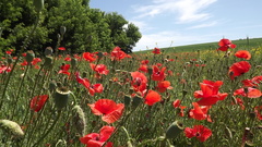 Papaver rhoeas