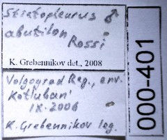 Stictopleurus abutilon