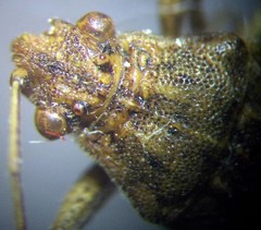 Stictopleurus abutilon