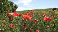 Papaver rhoeas