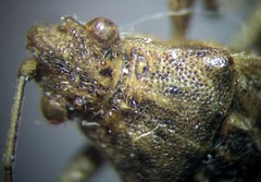 Stictopleurus abutilon