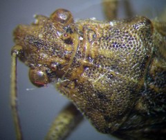 Stictopleurus abutilon