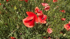Papaver rhoeas