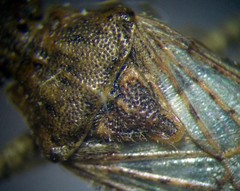 Stictopleurus abutilon