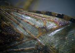 Stictopleurus abutilon