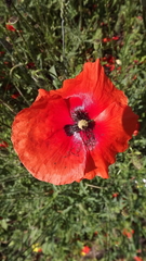 Papaver rhoeas