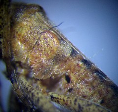 Stictopleurus abutilon