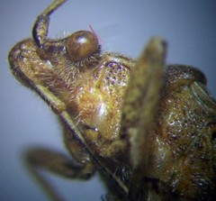 Stictopleurus abutilon