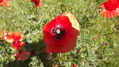 Papaver rhoeas