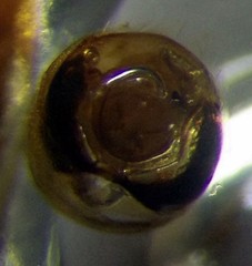 Stictopleurus abutilon