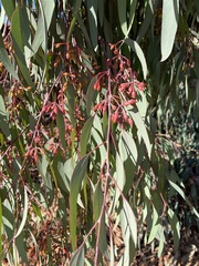 Eucalyptus nicholii