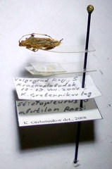 Stictopleurus abutilon