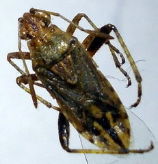 Stictopleurus abutilon