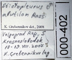 Stictopleurus abutilon