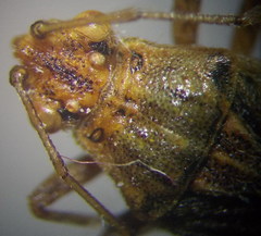 Stictopleurus abutilon