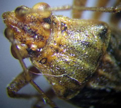 Stictopleurus abutilon