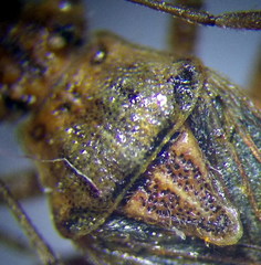 Stictopleurus abutilon