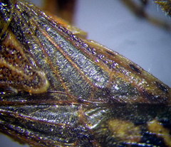 Stictopleurus abutilon