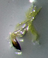 Stictopleurus abutilon