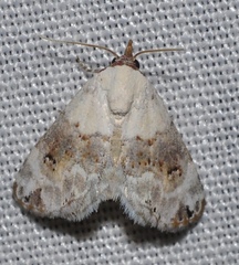 Coccidiphaga scitula