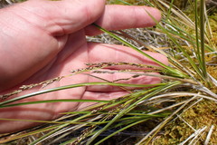 Carex tenuiculmis