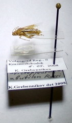 Stictopleurus abutilon