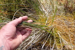Carex tenuiculmis