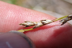 Carex tenuiculmis