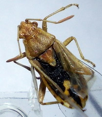 Stictopleurus abutilon