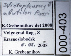 Stictopleurus abutilon