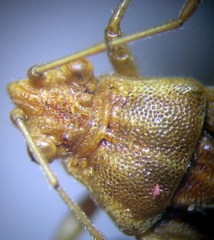 Stictopleurus abutilon