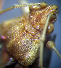 Stictopleurus abutilon