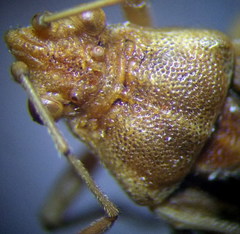 Stictopleurus abutilon