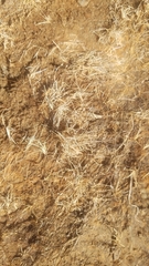 Eleocharis parvula