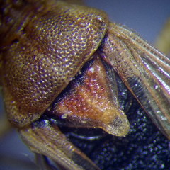 Stictopleurus abutilon