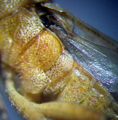 Stictopleurus abutilon