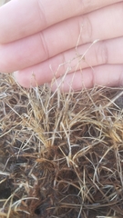 Eleocharis parvula