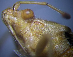 Stictopleurus abutilon