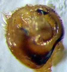 Stictopleurus abutilon