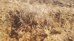 Eleocharis parvula
