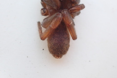 Cantuaria apica