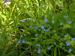 Omphalodes nitida